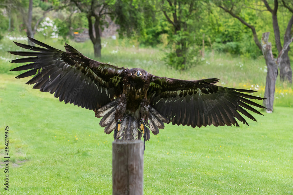 Obraz premium A falcon-guided sea eagle lands on a wooden stake. The eagle has outstretched wings.