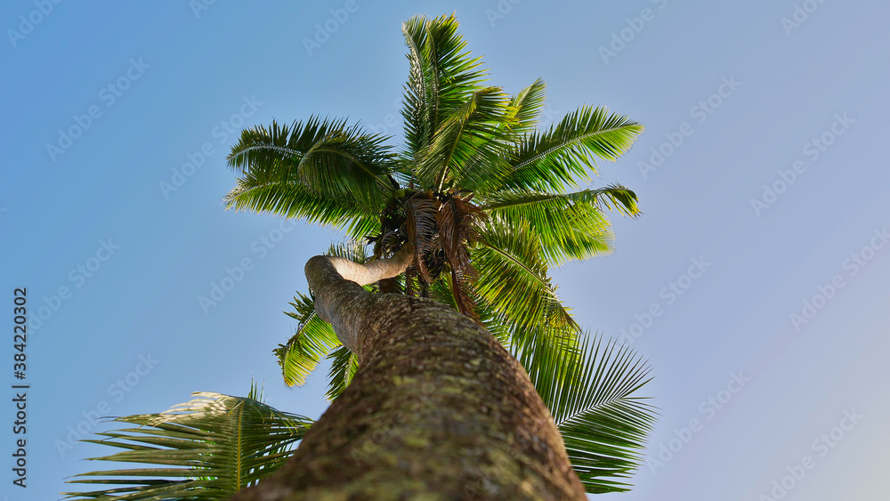 Φωτογραφία View of tall tropical coconut tree (cocos nucifera) from below with twisted trunk, coconut fruits, green leaves waving in wind and blue sky on La Digue island, Seychelles