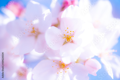 桜