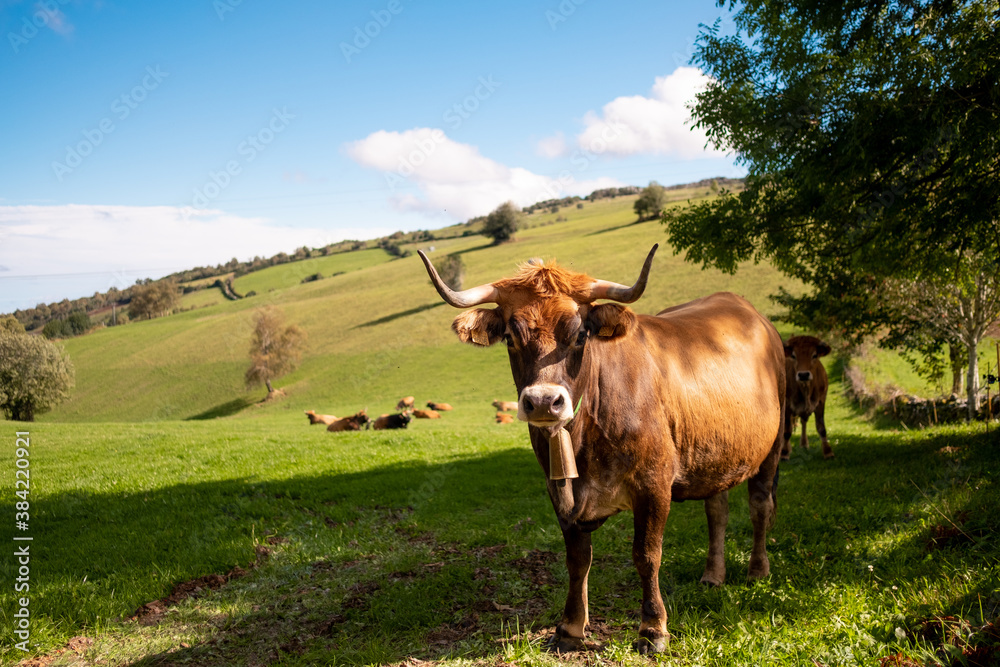 Closeup of Galician blonde cows, known as Closeup of Galician blonde cows, known as