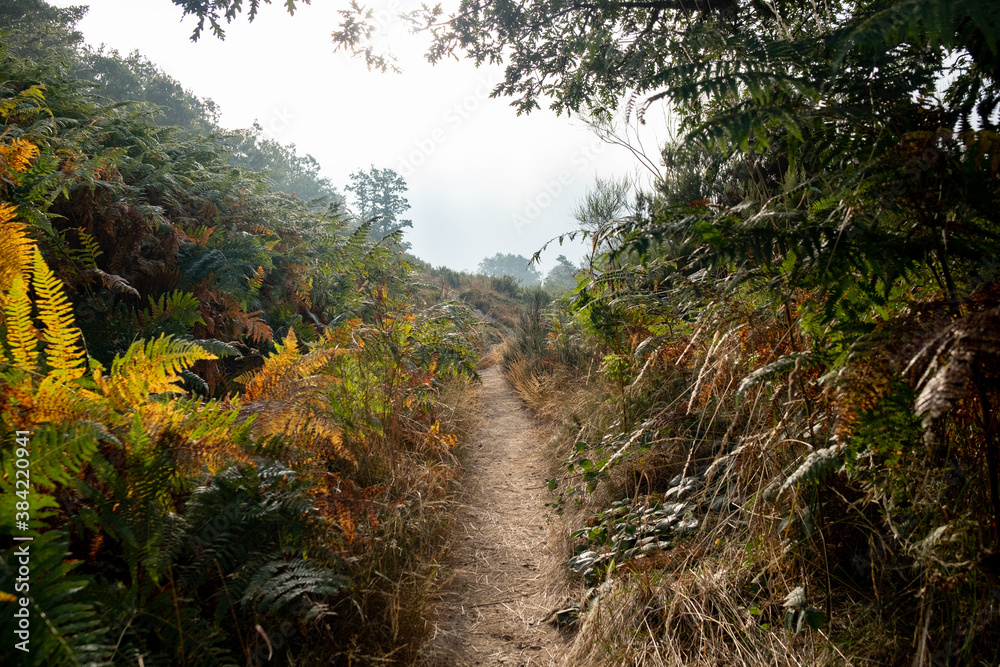 mountain footpath through woods and forest in the morning with mist and rain, concept of life path and difficulties mountain footpath through woods and forest in the morning with mist and rain, concept of life path and difficulties