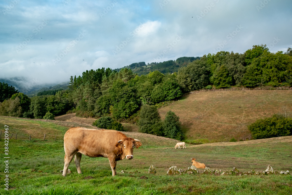 Closeup of Galician blonde cows, known as 