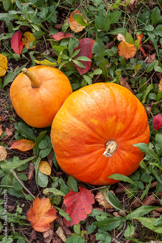 Ripe orange pumpkin on the grass with colorful autumn leaves. Halloween or thanksgiving concept card