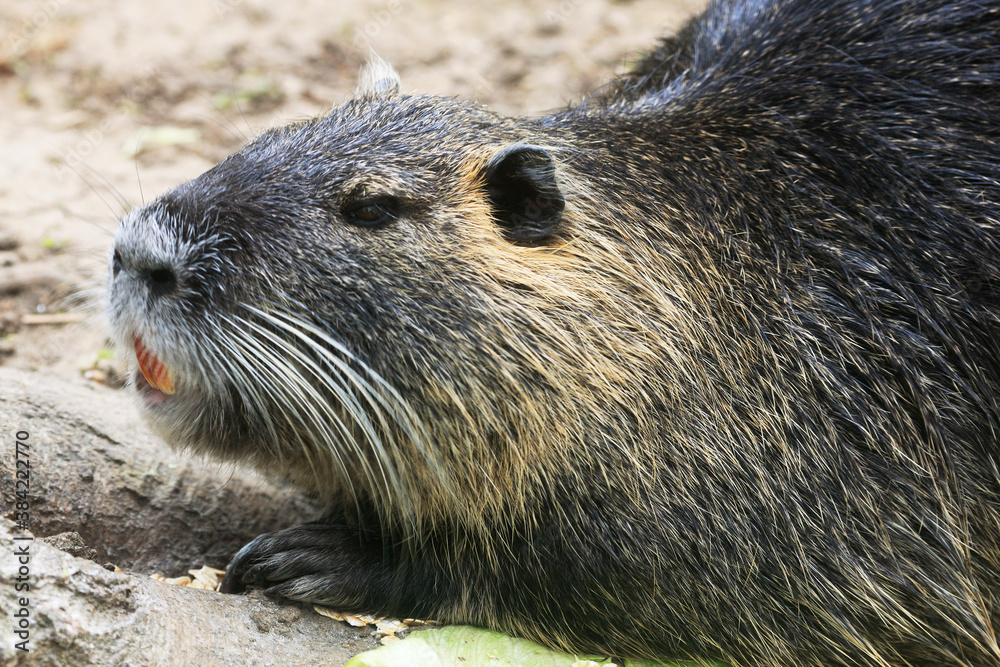Nutria (myocastor coypus) in a Park, Germany Nutria (myocastor coypus) in a Park, Germany