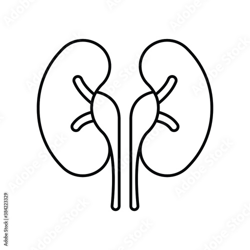 Kidneys internal organ line icon