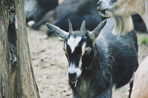 black young goat in the zoo farm