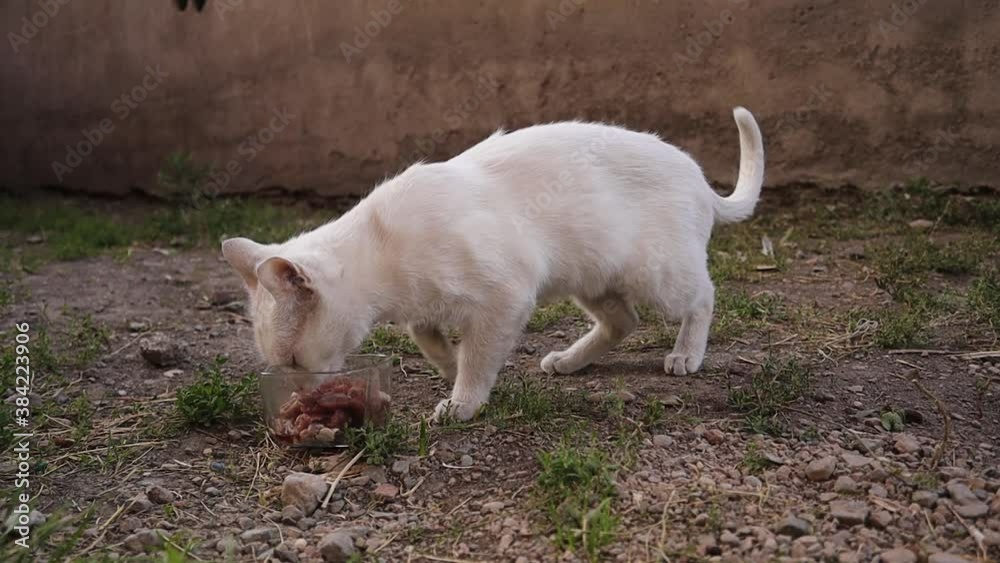white cat is eating fresh meat.
cat that eats leftovers in the garden.
beautiful cat.
wildcat , wild cat.
mammals, mammal animals, animal, wildlife, wild nature, forest, garden, park white cat is eating fresh meat.
cat that eats leftovers in the garden.
beautiful cat.
wildcat , wild cat.
mammals, mammal animals, animal, wildlife, wild nature, forest, garden, park