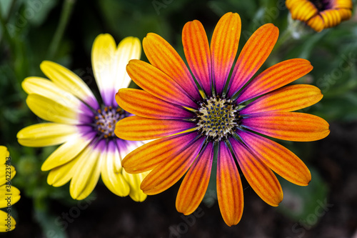 Canvas-taulu Flower of African Daisy-Osteospermum