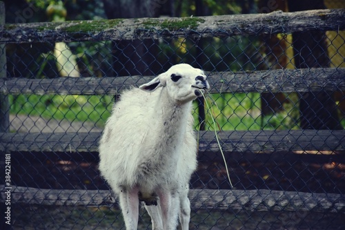 white llama in the zoo eating grass
