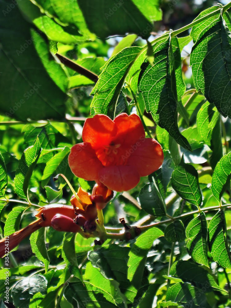 Solo for a flower.Composition 1. Solo for a flower.Composition 1.