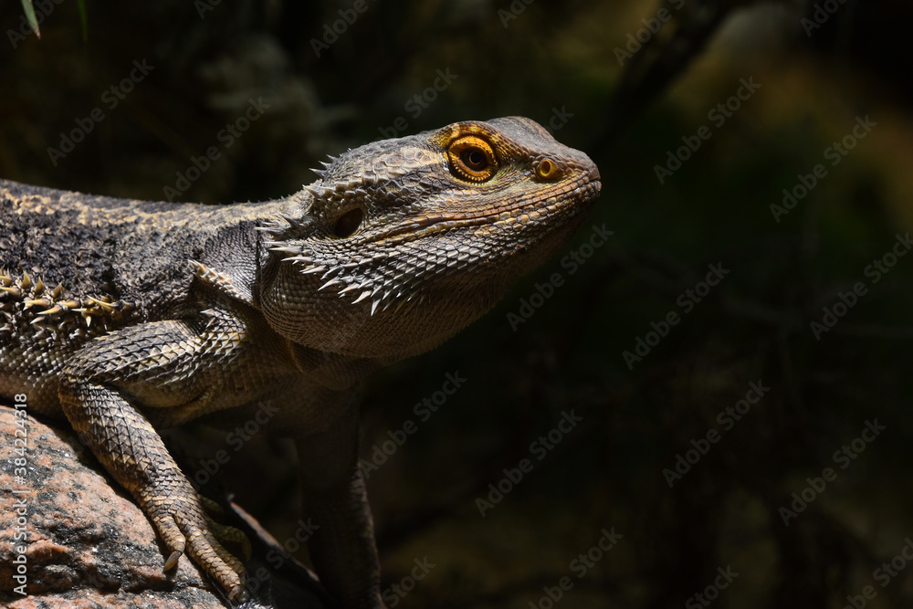 Obraz premium Australian Central bearded dragon profile portrait
