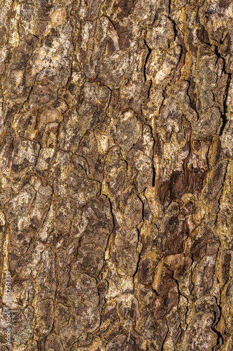 Bark of Turkish Filbert (Corylus colurna) photo
