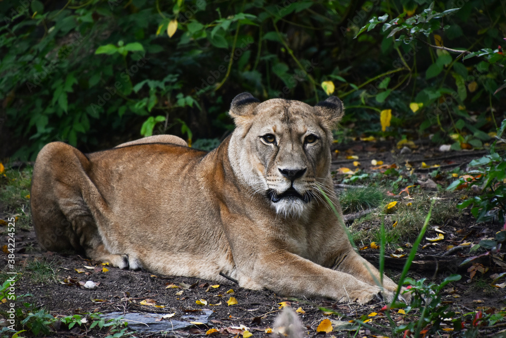 Naklejka premium Full length front portrait of African lioness