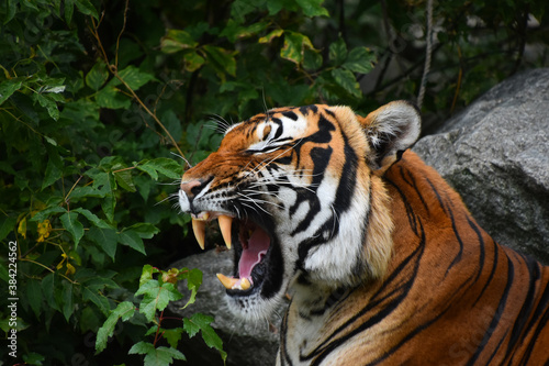 Close up portrait of Indochinese tiger roaring