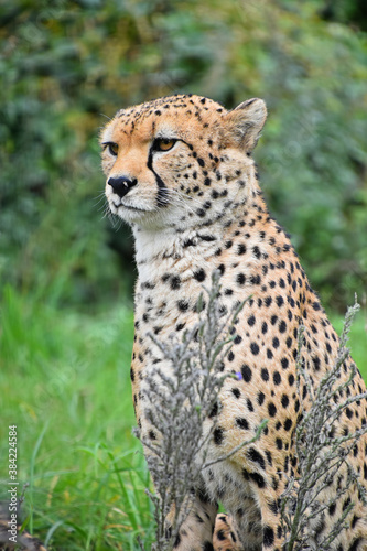 Close up front portrait of cheetah