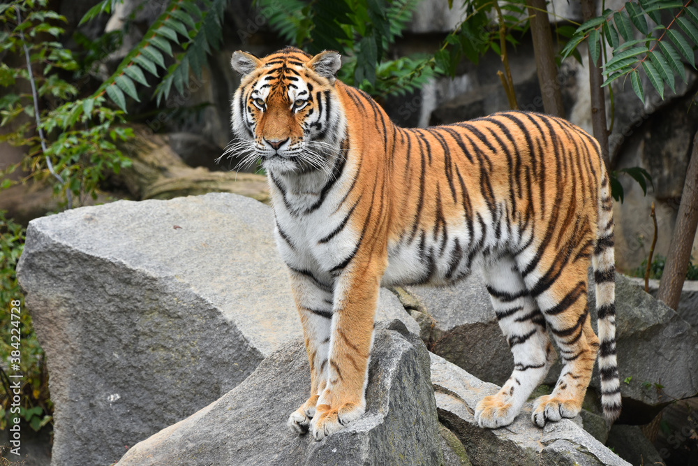 Fototapeta premium Full length portrait of Siberian Amur tiger