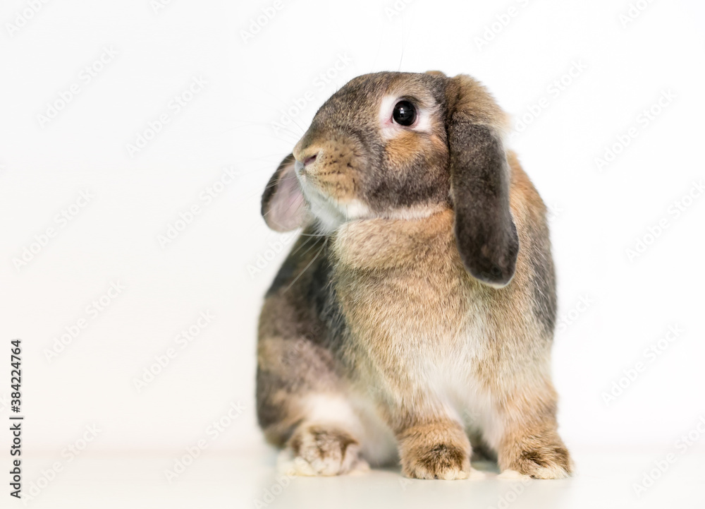 A lop eared domestic pet rabbit sitting on a white background A lop eared domestic pet rabbit sitting on a white background