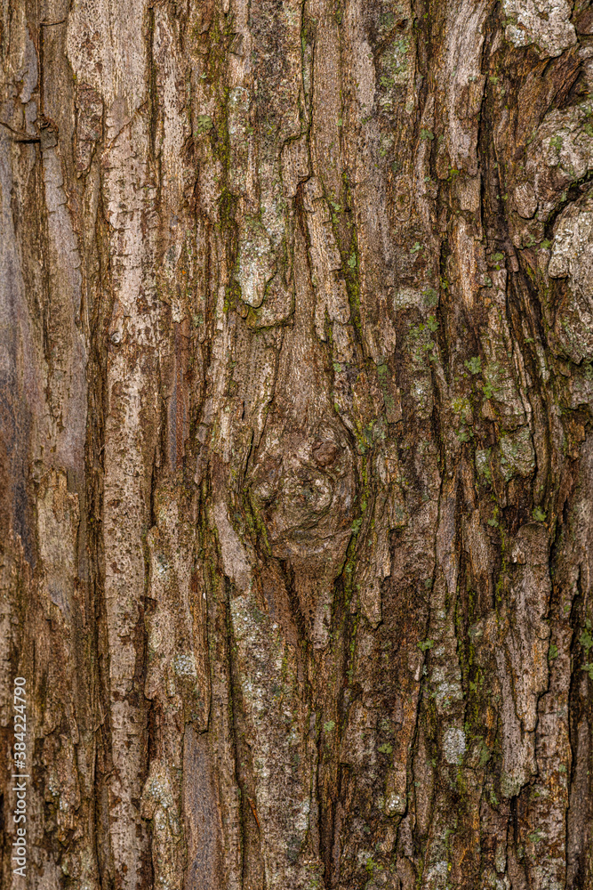 Bark of Russian Olive (Elaeagnus angustifolia) Bark of Russian Olive (Elaeagnus angustifolia)