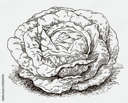 Isolated head lettuce. Illustration after an antique engraving from the 19th century