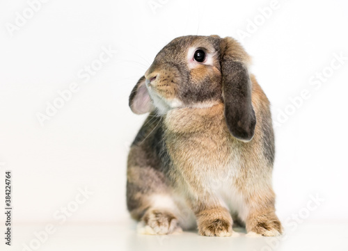A lop eared domestic pet rabbit sitting on a white background