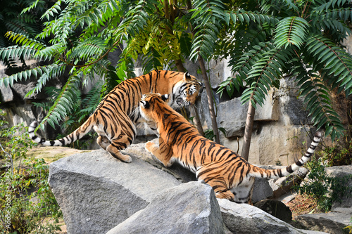 Two Siberian tigers play and fight