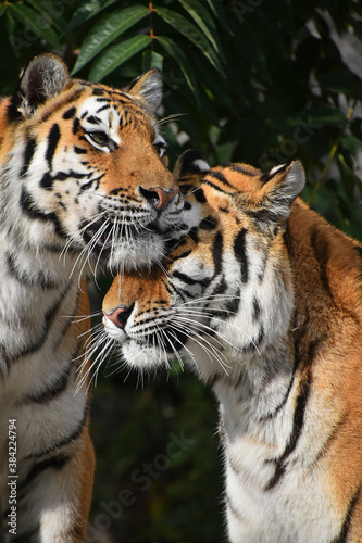 Fototapeta Naklejka Na Ścianę i Meble -  Close up portrait of two Amur tigers