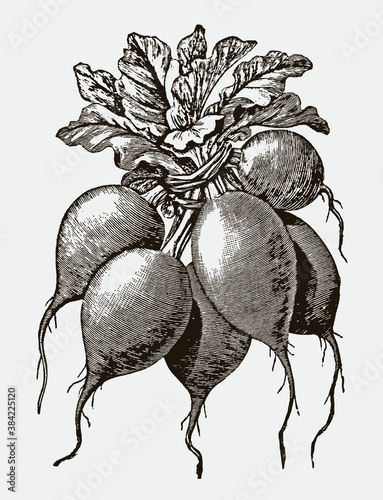 Group of red radishes bunched together. Illustration after an antique engraving from the 19th century