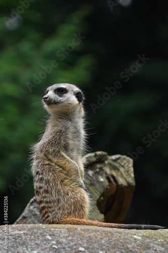 Close up portrait of meerkat looking away