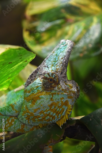 Profile portrait of Yemen veiled chameleon
