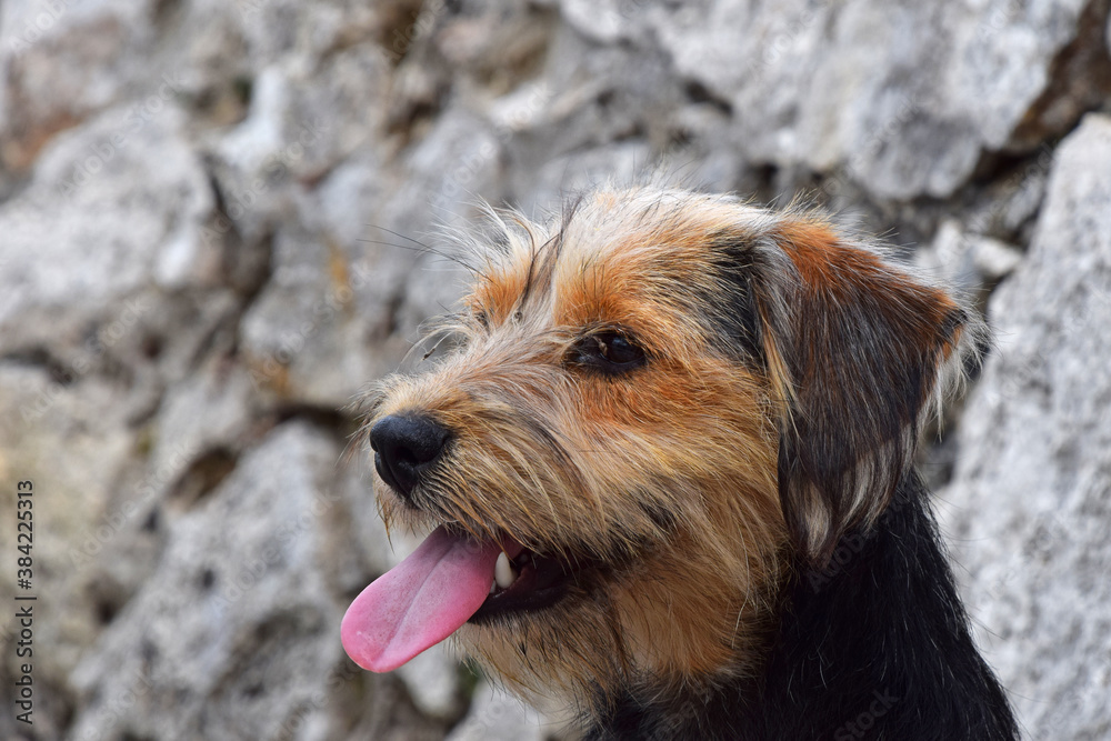 Profile portrait of cute domestic dog