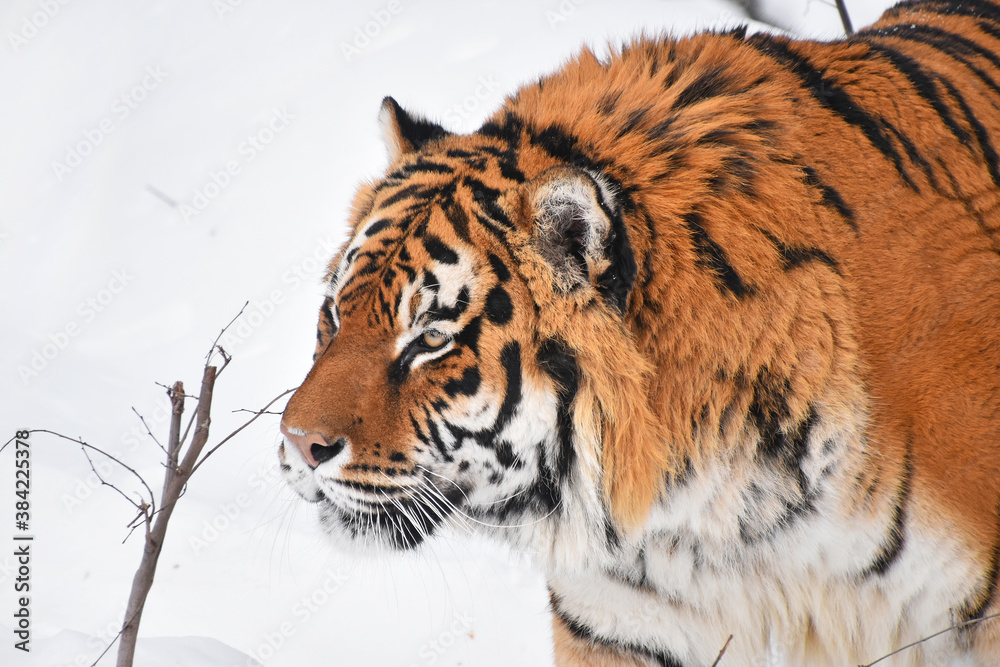 Naklejka premium Close up portrait of Siberian tiger in winter snow