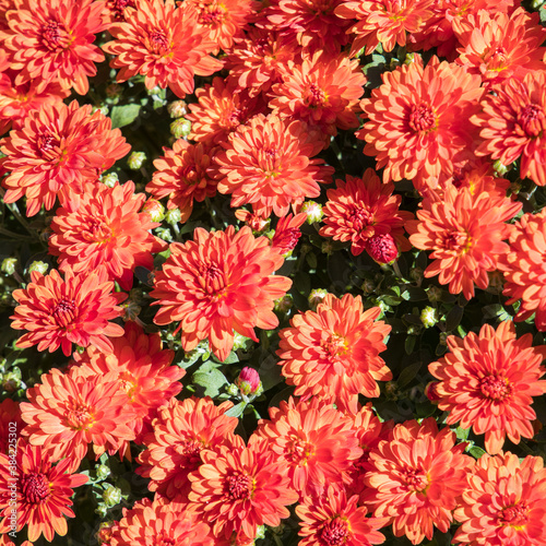 Red mums flowers natural autumn background. Selective focus.