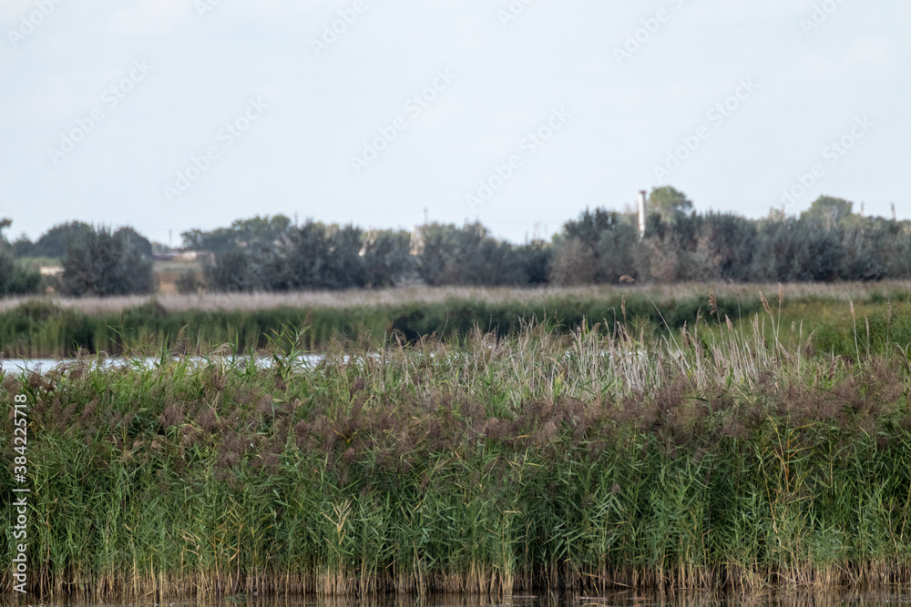 Reed grass with blurred background in countryside. Cattail green reeds on lake water Reed grass with blurred background in countryside. Cattail green reeds on lake water