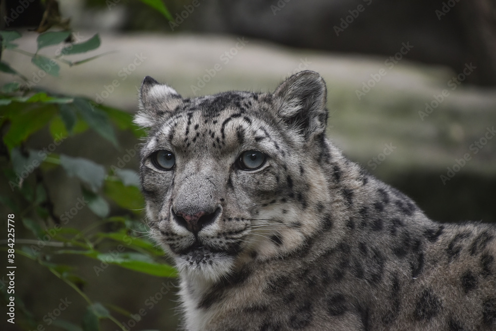 Close up front portrait of snow leopard Close up front portrait of snow leopard