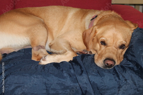 Εκτύπωση καμβά Sad looking dog, yellow labrador lying down with an unhappy look on its face