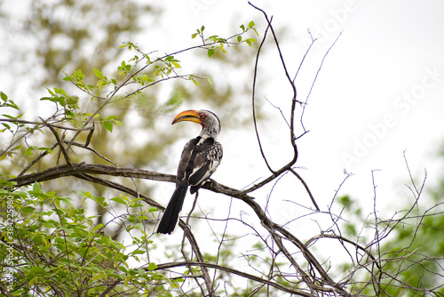 A red-billed hornbill (Tockus erythrorhynchus) perched on a branch in Kruger National Park, South Africa. Shallow depth of field.