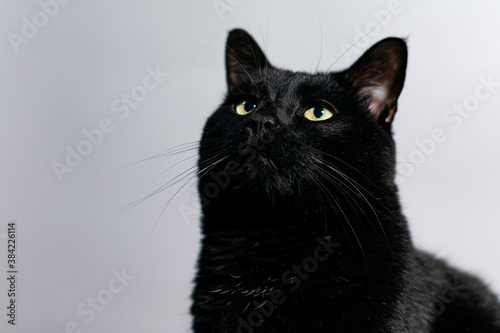 Black cat on a white background. The pet's eyes are directed upwards.