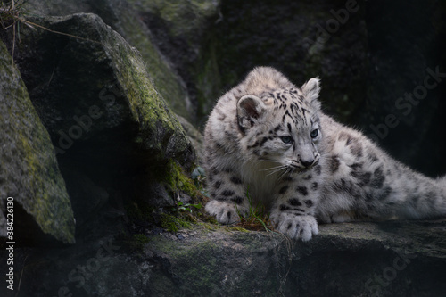 Full length portrait of snow leopard cub on rocks