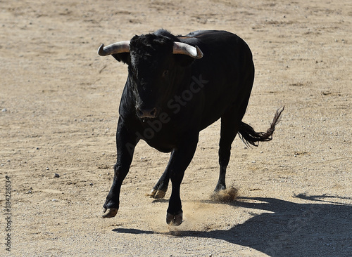 spanish bull with big horns on the spectacle of bullfight