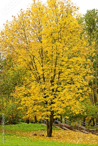 Autumn tree with yellow leaves in the park. Walking in the park.