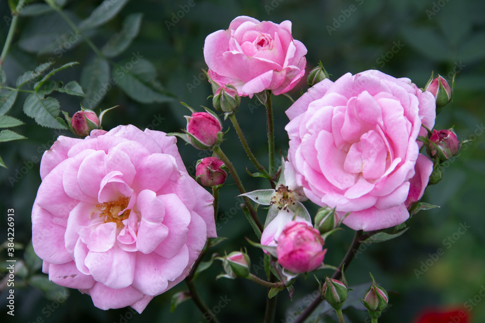 delicate pink flowers of a garden rose close up delicate pink flowers of a garden rose close up