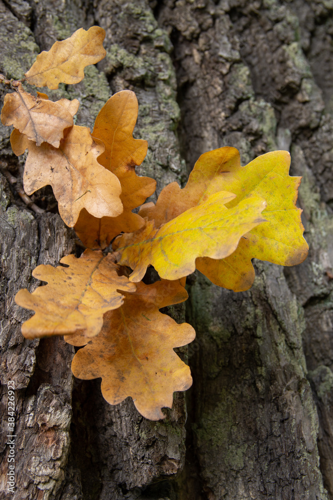 autumn yellow oak leaves on the background of a tree trunk autumn yellow oak leaves on the background of a tree trunk
