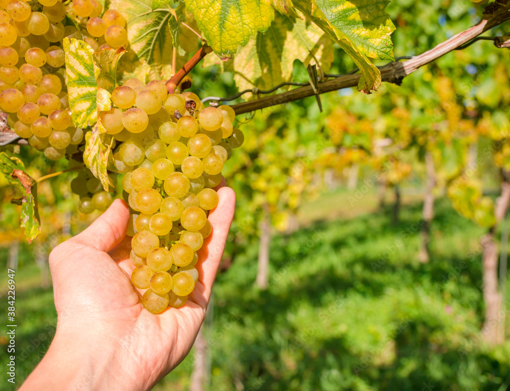 Mans hand holding white ripe grapes in the vineyard along South Styrian Wine Road, a charming region on the border between Austria and Slovenia, before harvest