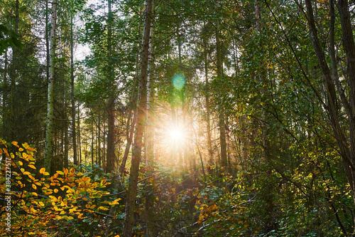 View to an autumn forest illuminated by rays of the sun between the branches. © Mickis Fotowelt