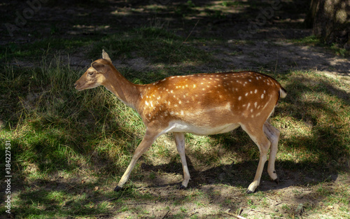 daim cerf fauve faon blanc chasse photo