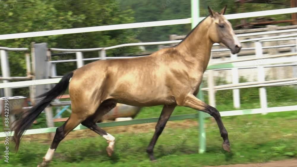 Running golden horse closeup in movement, slow-motion