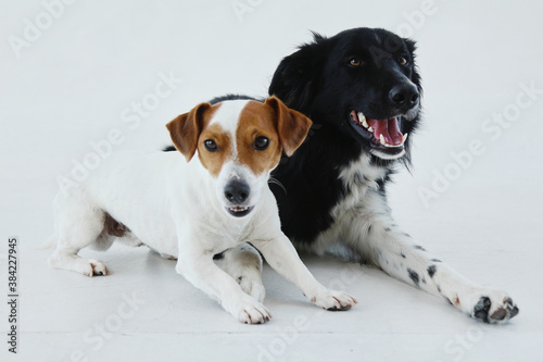 Young jack russell terrier and border collie laying together. Isolated on a white background. Two dogs posing together.