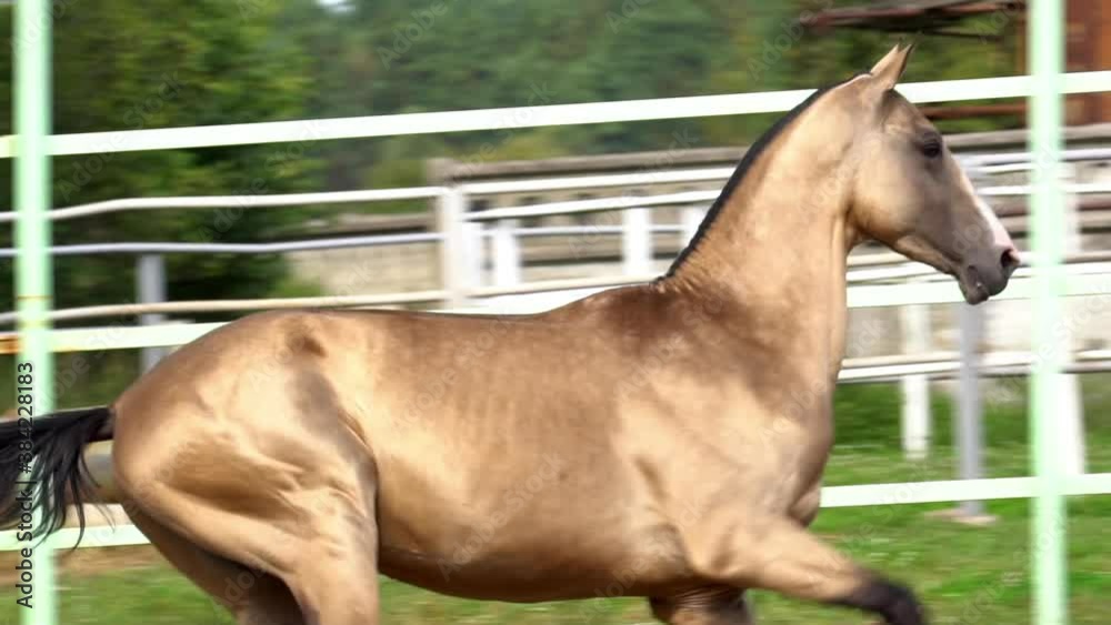 Running golden horse closeup in movement, slow-motion Running golden horse closeup in movement, slow-motion
