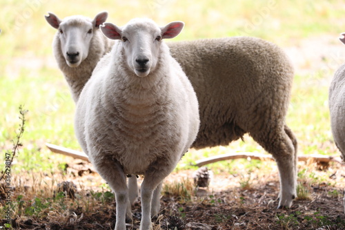 Sheep herd © Peter