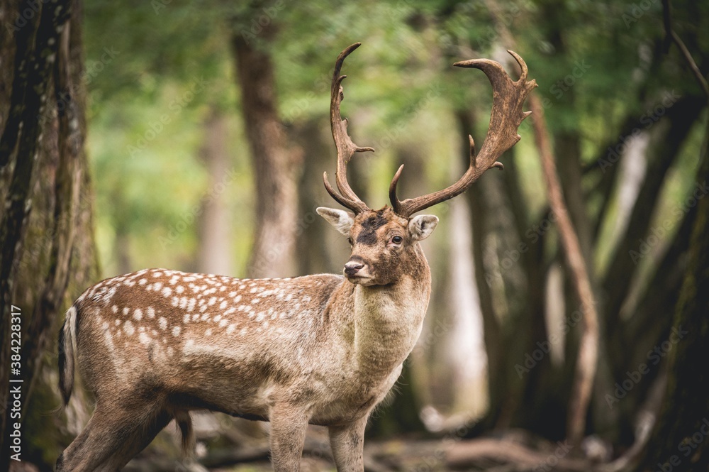 Fototapeta premium Portrait regard Daim brame forêt d'Europe